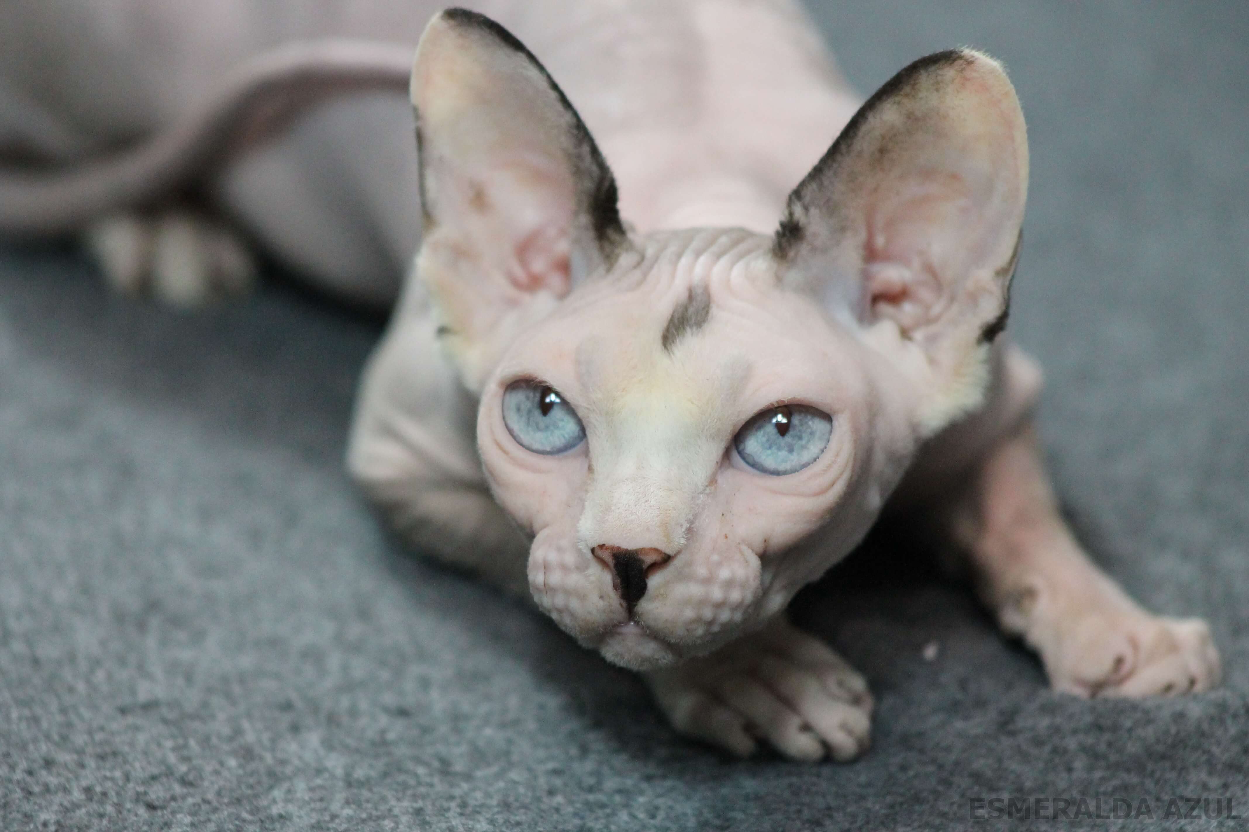 Sphynx